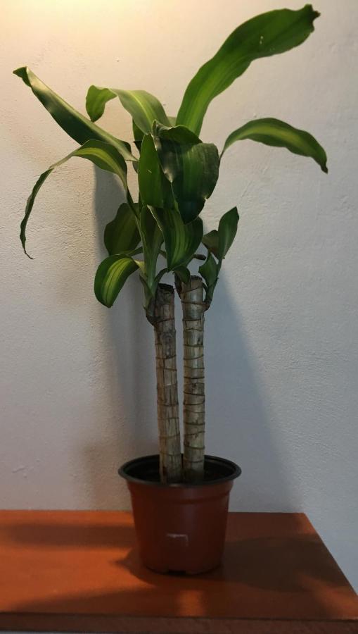 Green Lofts Cancun Bagian luar foto